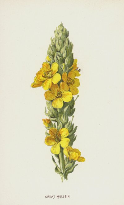 Great Mullein（chromolitho） 作者 弗雷德里克·爱德华·赫尔姆