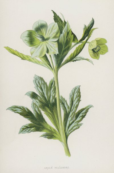 绿嚏根草（chromolitho） 作者 弗雷德里克·爱德华·赫尔姆