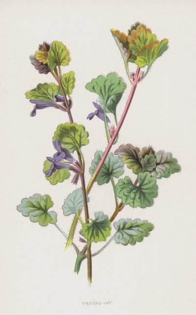 Ground-Ivy（chromolitho） 作者 弗雷德里克·爱德华·赫尔姆