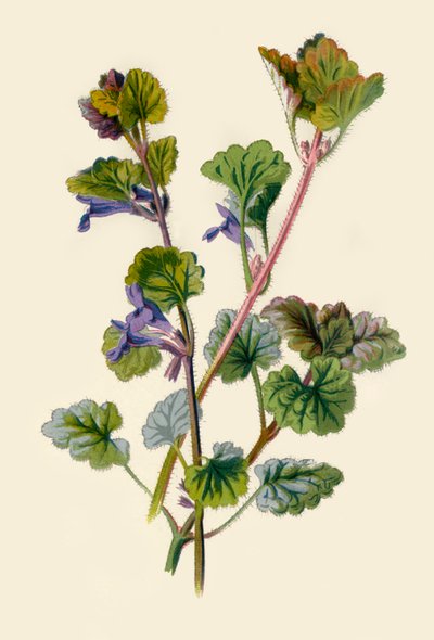 地面常春藤，1877年。 作者 Frederick Edward Hulme