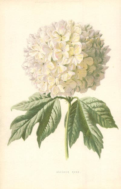 Guelder Rose 作者 弗雷德里克·爱德华·赫尔姆