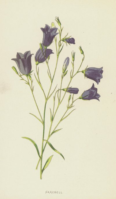 Harebell（chromolitho） 作者 弗雷德里克·爱德华·赫尔姆