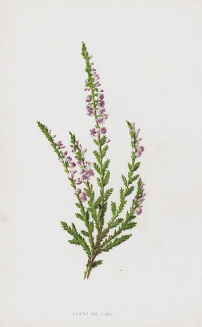 希思或凌（chromolitho） 作者 弗雷德里克·爱德华·赫尔姆