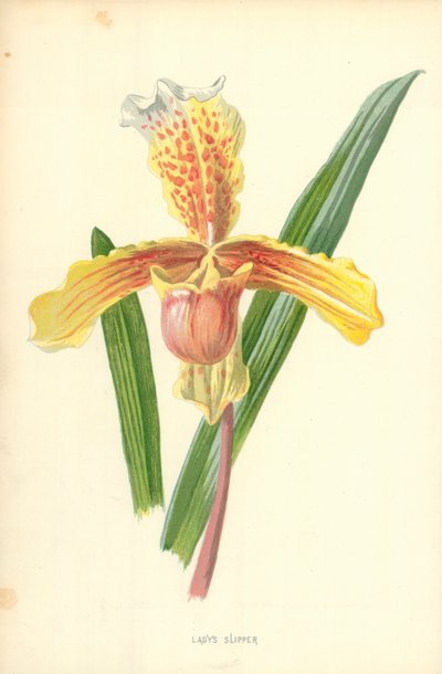 Lady&39;s Slipper 作者 弗雷德里克·爱德华·赫尔姆
