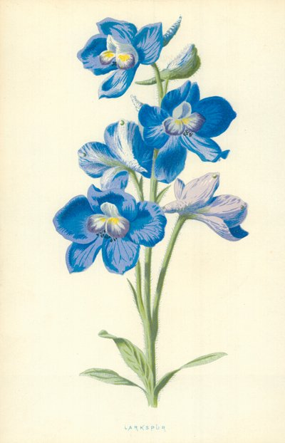 飞燕草 作者 Frederick Edward Hulme