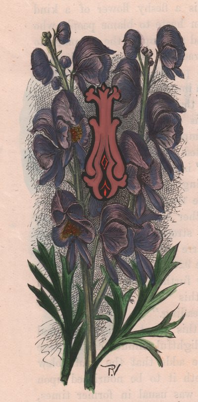 字母 I，首字下沉字母，水彩雕刻，厘米 10x5，作者 Frederick Edward Hulme（1841-1909 年），出自《熟悉的花园之花》，约 1880 年 作者 弗雷德里克·爱德华·赫尔姆