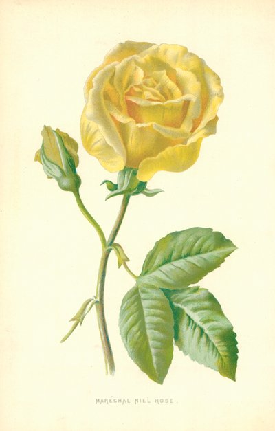 Marechal Niel Rose 作者 弗雷德里克·爱德华·赫尔姆