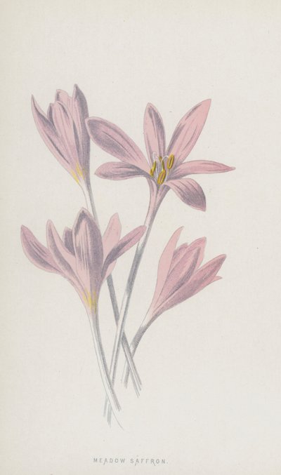 草甸藏红花（chromolitho） 作者 弗雷德里克·爱德华·赫尔姆