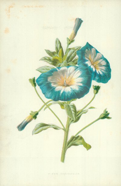 小旋花 作者 Frederick Edward Hulme