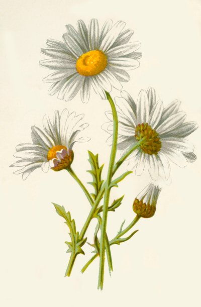 牛眼雏菊，1877年。 作者 弗雷德里克·爱德华·赫尔姆