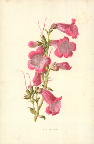 Pentstemon 作者 弗雷德里克·爱德华·赫尔姆