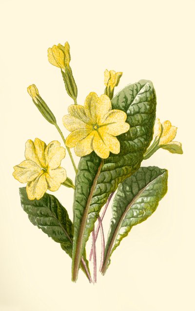 报春花，1877年。 作者 弗雷德里克·爱德华·赫尔姆