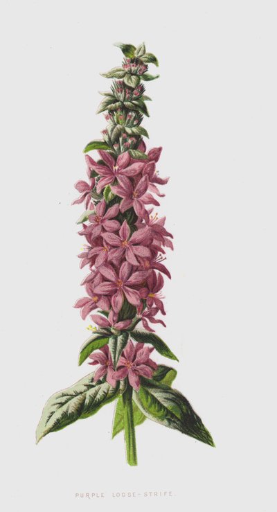 Purple Loose-Strife（chromolitho） 作者 弗雷德里克·爱德华·赫尔姆