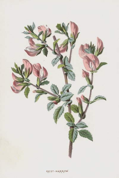 休息 - 耙（chromolitho） 作者 弗雷德里克·爱德华·赫尔姆