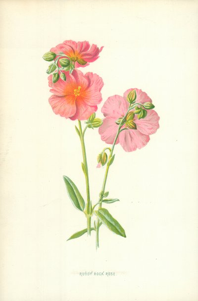 Ruddy Rock Rose 作者 弗雷德里克·爱德华·赫尔姆