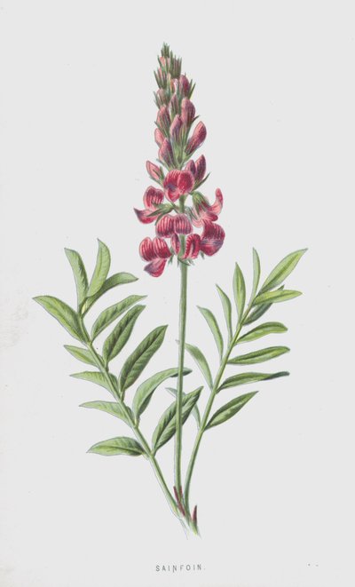 Sainfoin（chromolitho） 作者 Frederick Edward Hulme