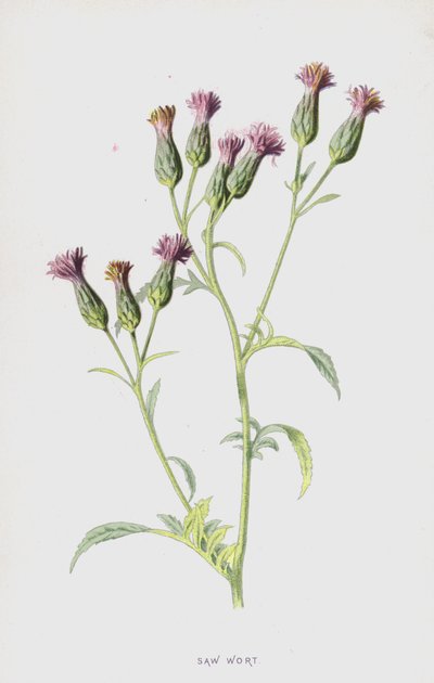 锯麦片（chromolitho） 作者 弗雷德里克·爱德华·赫尔姆