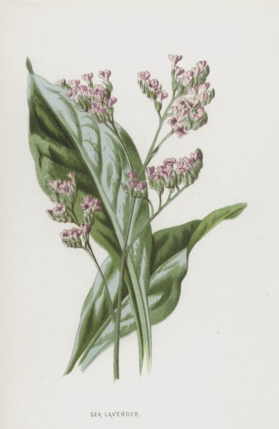 海薰衣草（chromolitho） 作者 弗雷德里克·爱德华·赫尔姆