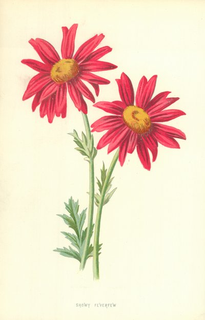 艳丽的Feverfew 作者 弗雷德里克·爱德华·赫尔姆