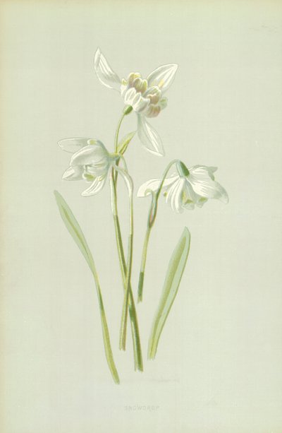雪花莲 作者 弗雷德里克·爱德华·赫尔姆