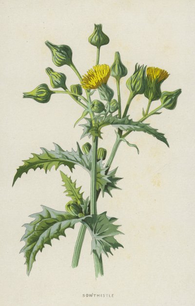 Sowthistle（chromolitho） 作者 弗雷德里克·爱德华·赫尔姆