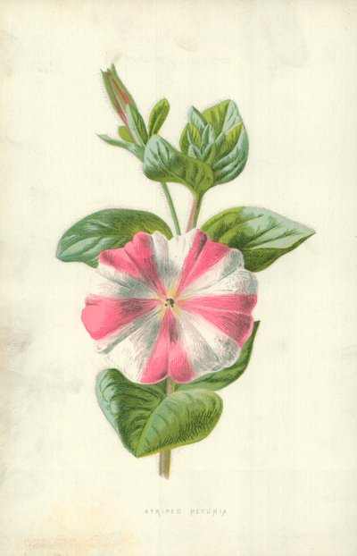 条纹矮牵牛 作者 Frederick Edward Hulme