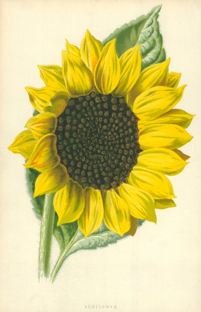 向日葵 作者 Frederick Edward Hulme