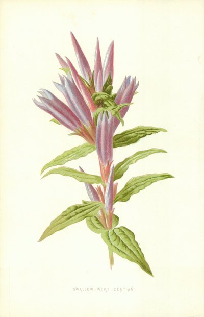 燕子 - 龙胆草 作者 弗雷德里克·爱德华·赫尔姆
