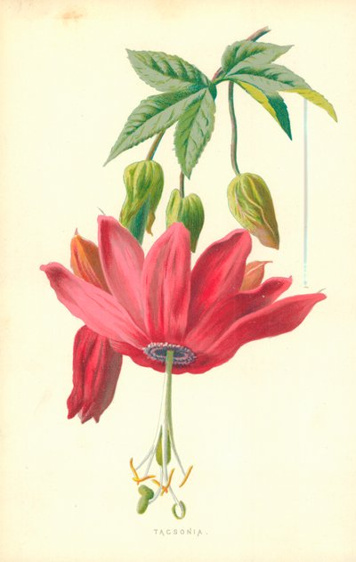 Tacsonia 作者 弗雷德里克·爱德华·赫尔姆