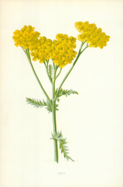 艾菊 作者 弗雷德里克·爱德华·赫尔姆