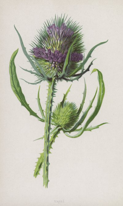 Teasel（chromolitho） 作者 弗雷德里克·爱德华·赫尔姆