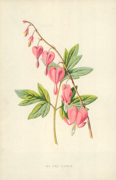 七弦琴花 作者 Frederick Edward Hulme