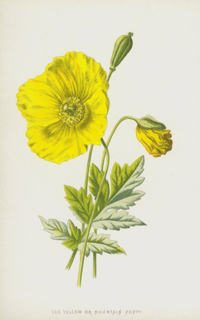 黄色或山罂粟（chromolitho） 作者 弗雷德里克·爱德华·赫尔姆