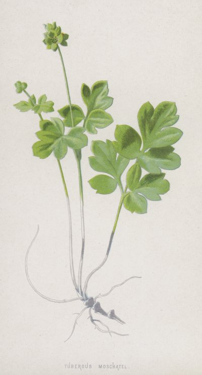 Tuberous Moschatel（chromolitho） 作者 弗雷德里克·爱德华·赫尔姆