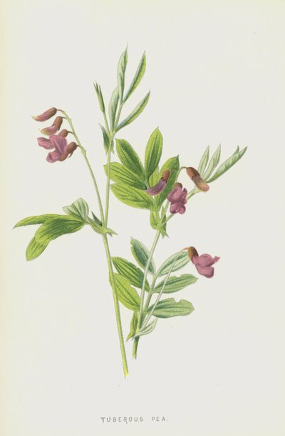 块茎豌豆（chromolitho） 作者 Frederick Edward Hulme