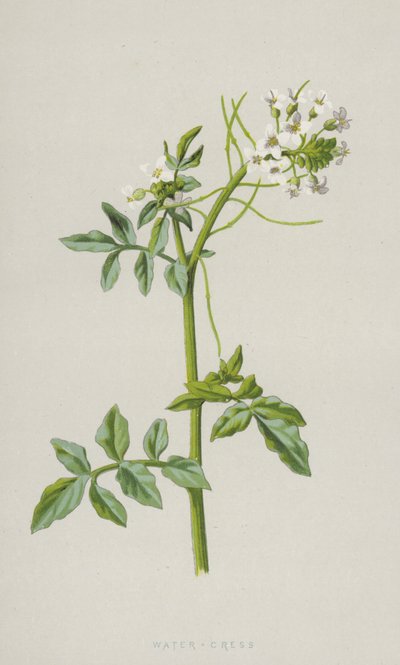 水芹（chromolitho） 作者 弗雷德里克·爱德华·赫尔姆