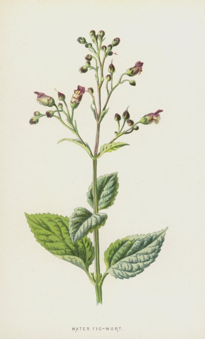 水无花果（chromolitho） 作者 弗雷德里克·爱德华·赫尔姆