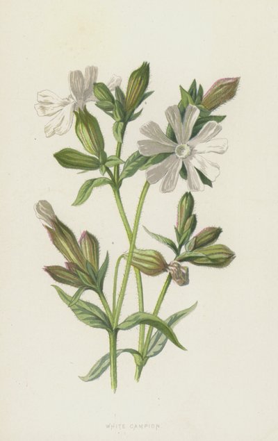 White Campion（chromolitho） 作者 弗雷德里克·爱德华·赫尔姆