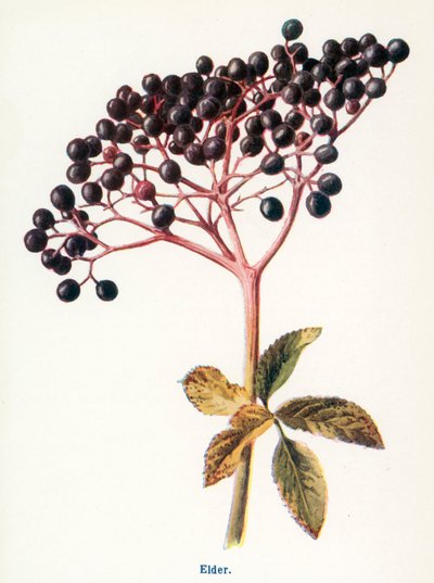 作者 Frederick Edward Hulme