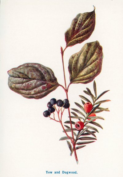 乡村野果：紫杉和山茱萸（彩色石版画） 作者 弗雷德里克·爱德华·赫尔姆