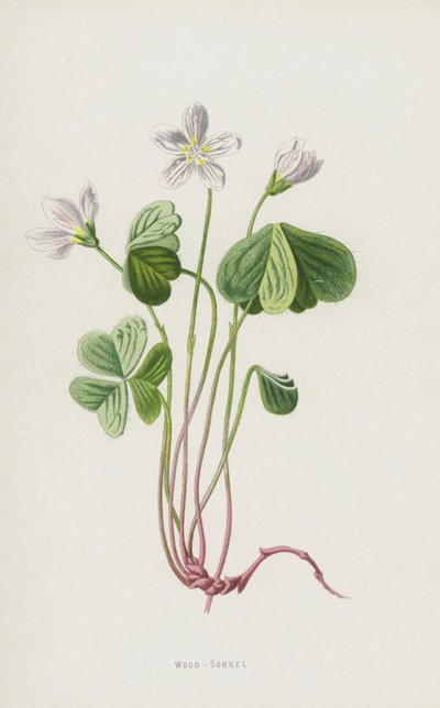 木酢浆草（chromolitho） 作者 弗雷德里克·爱德华·赫尔姆