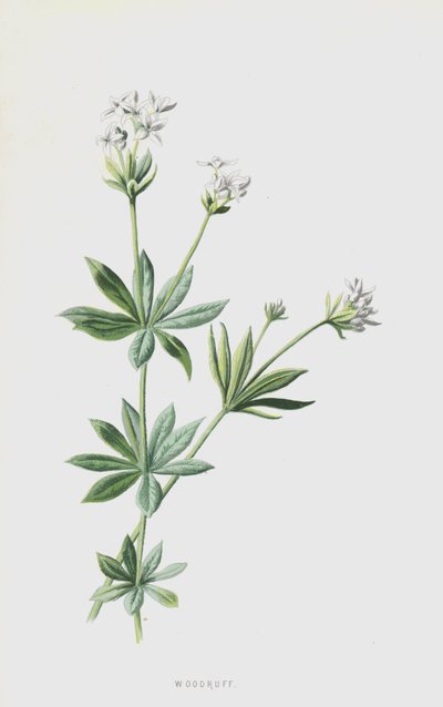 伍德拉夫（chromolitho） 作者 弗雷德里克·爱德华·赫尔姆