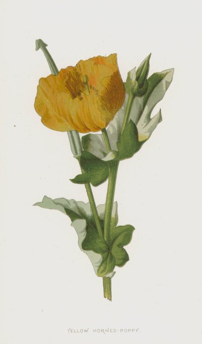 黄角罂粟（chromolitho） 作者 弗雷德里克·爱德华·赫尔姆