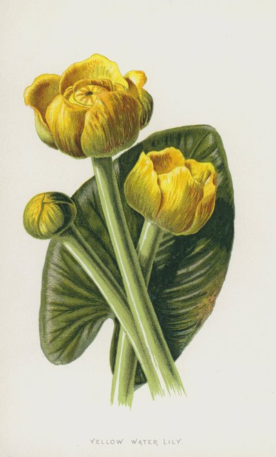 黄睡莲（chromolitho） 作者 弗雷德里克·爱德华·赫尔姆