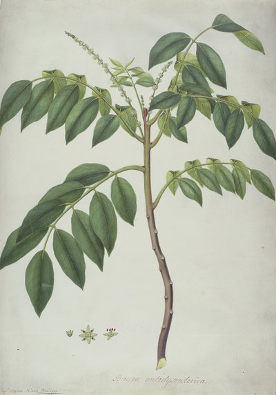 Brucea Antidysenterica，1777年（wc和bc在羊皮纸上的石墨） 作者 弗雷德里克·波多尔·诺德