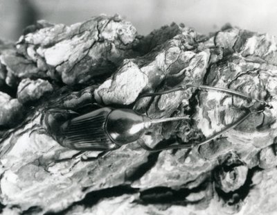 基于一块树皮，伦敦动物园的竹象鼻虫，1927年 作者 弗雷德里克·威廉·邦德