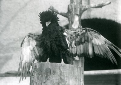1925年，Bateleur Eagle站在一个树桩上展开它的翅膀，伦敦动物园 作者 弗雷德里克·威廉·邦德