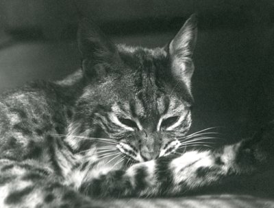 海湾LynxBobcat修饰 作者 弗雷德里克·威廉·邦德