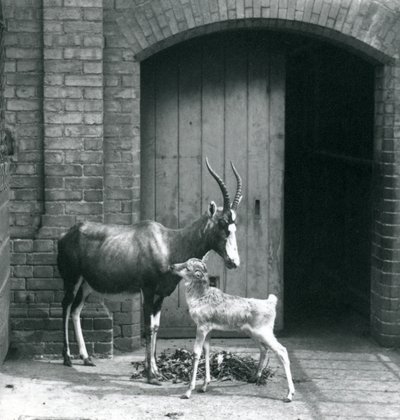 一只Blesbok小牛与它的母亲在伦敦动物园，1914年6月 作者 弗雷德里克·威廉·邦德