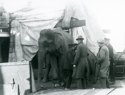 1927年，一头缅甸大象在甲板上的防水布下躲藏，与驯兽师和另外四个人一起前往伦敦动物园（黑白照片）。 作者 弗雷德里克·威廉·邦德
